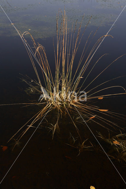 Pijpestrootje (Molinia caerulea)