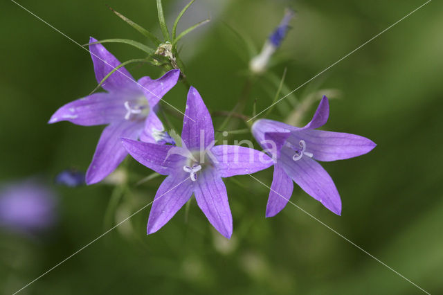 Rapunzelklokje (Campanula rapunculus)