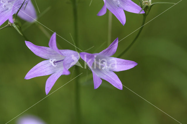 Rapunzelklokje (Campanula rapunculus)