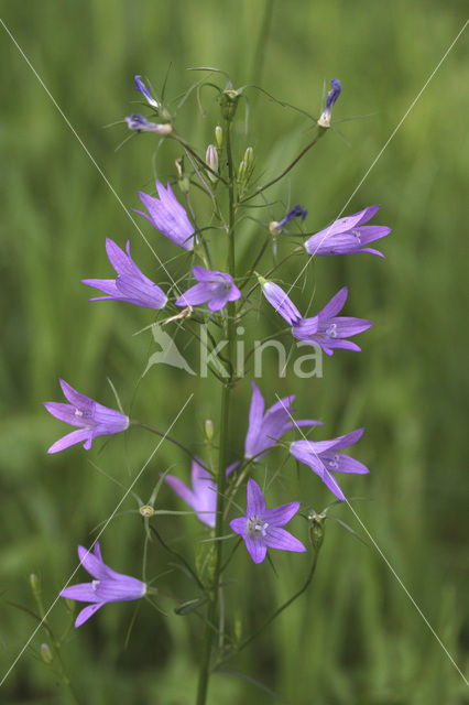 Rapunzelklokje (Campanula rapunculus)