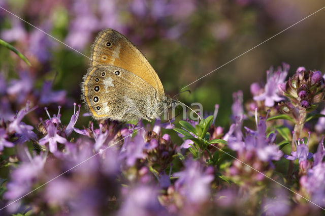 Roodstreephooibeestje (Coenonympha glycerion)