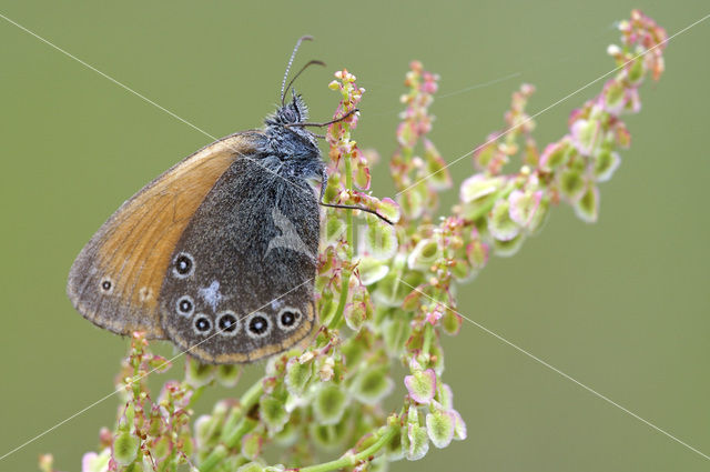 Roodstreephooibeestje (Coenonympha glycerion)