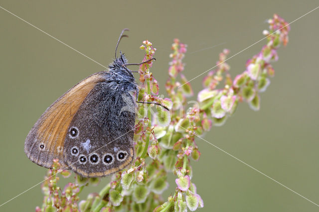 Roodstreephooibeestje (Coenonympha glycerion)