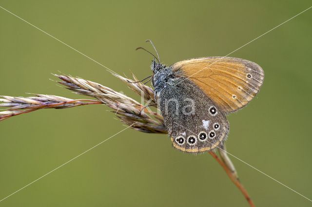 Roodstreephooibeestje (Coenonympha glycerion)