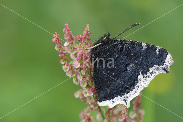 Camberwell Beauty (Nymphalis antiopa)