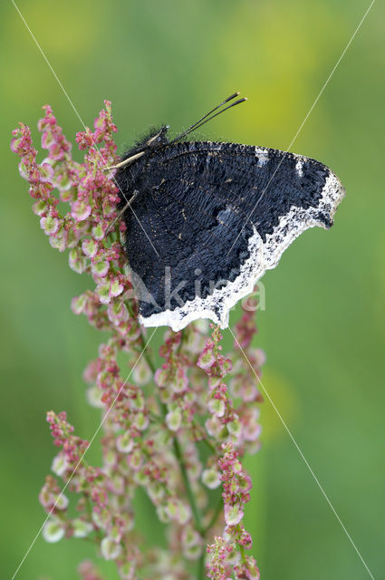 Camberwell Beauty (Nymphalis antiopa)