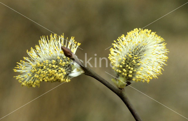 Schietwilg (Salix alba)