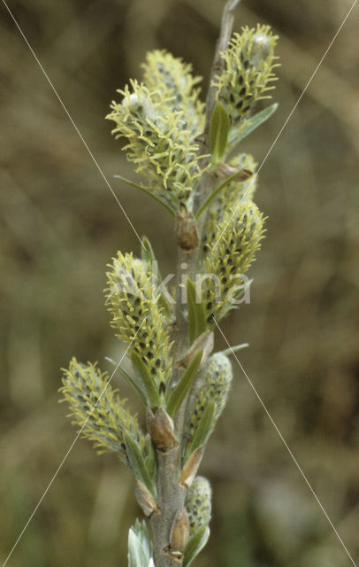 Schietwilg (Salix alba)