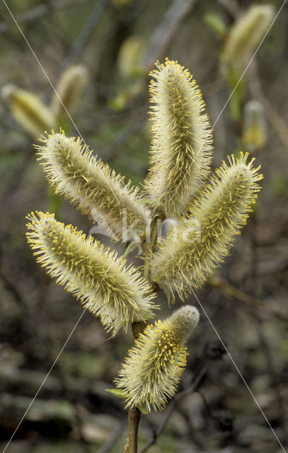 Schietwilg (Salix alba)