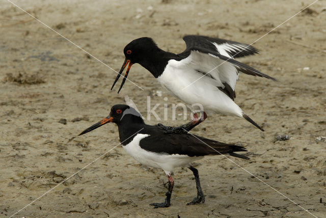 Scholekster (Haematopus ostralegus)