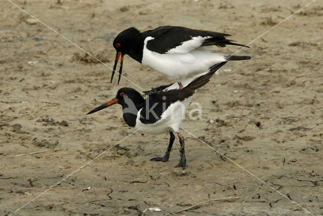 Scholekster (Haematopus ostralegus)