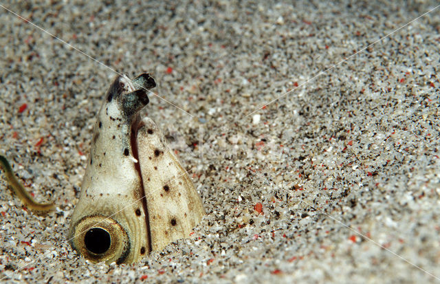 Schoudervlek slangaal (Ophichthus cephalozona)