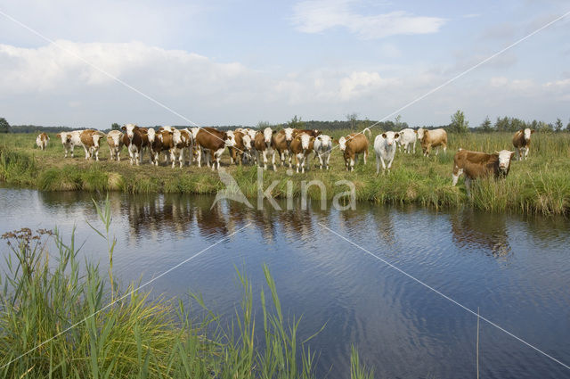 Simmentaler Koe (Bos domesticus)