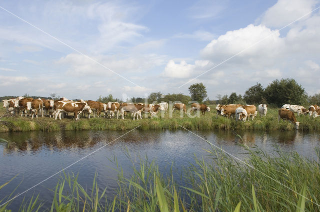 Simmentaler (Bos domesticus)