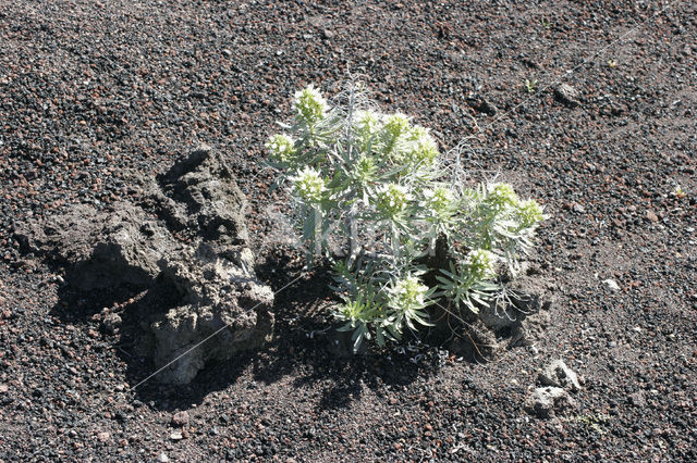 Slangenkruid (Echium brevirame)