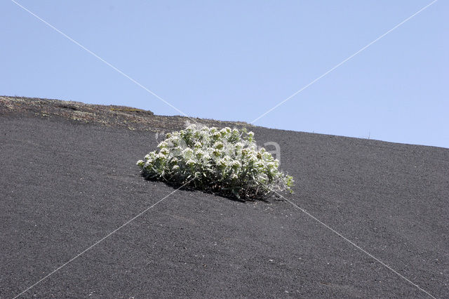 Slangenkruid (Echium brevirame)