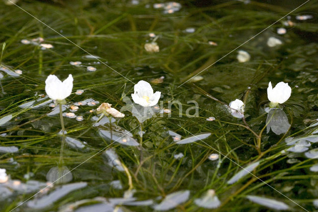 Smalle waterpest (Elodea nuttallii)