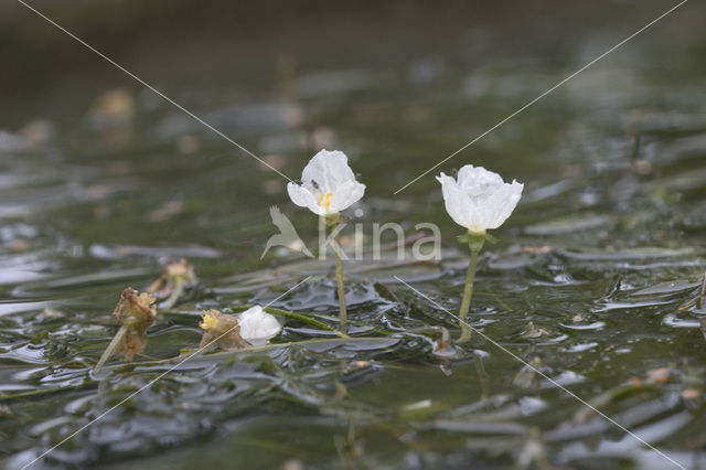 Smalle waterpest (Elodea nuttallii)