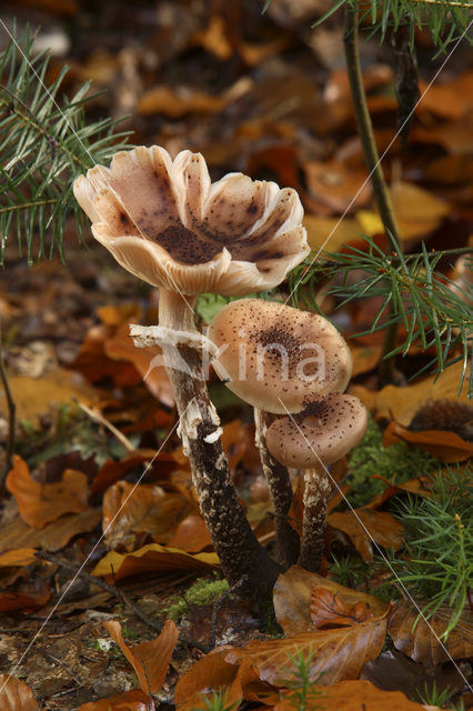 honey mushroom (Armillaria ostoyae)