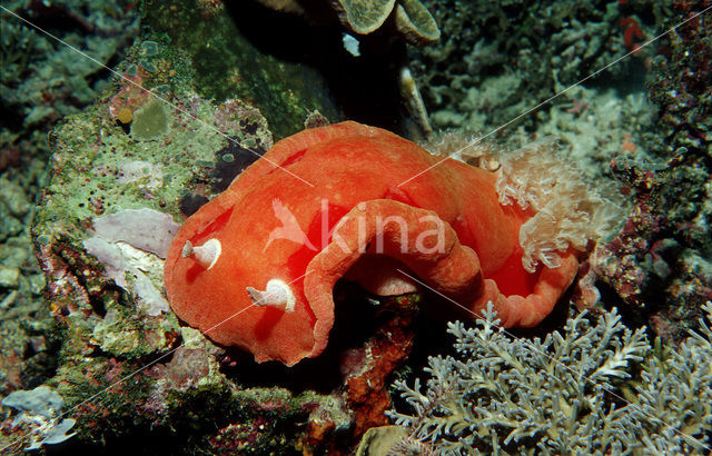 Spaanse danseres (Hexabranchus sanguineus)