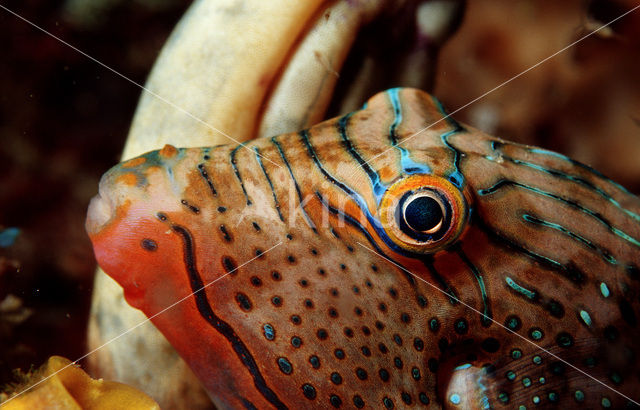 Spitssnuit kogelvis (Canthigaster papua)