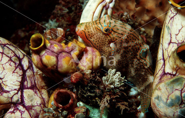 Spitssnuit kogelvis (Canthigaster papua)