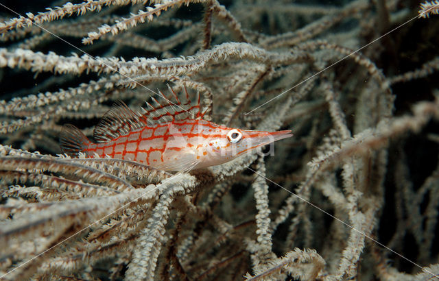 Spitssnuit koraalklimmer (Oxycirrhites typus)