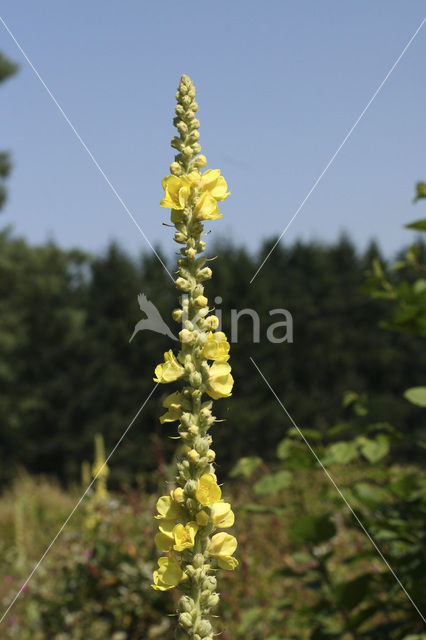 Stalkaars (Verbascum densiflorum)