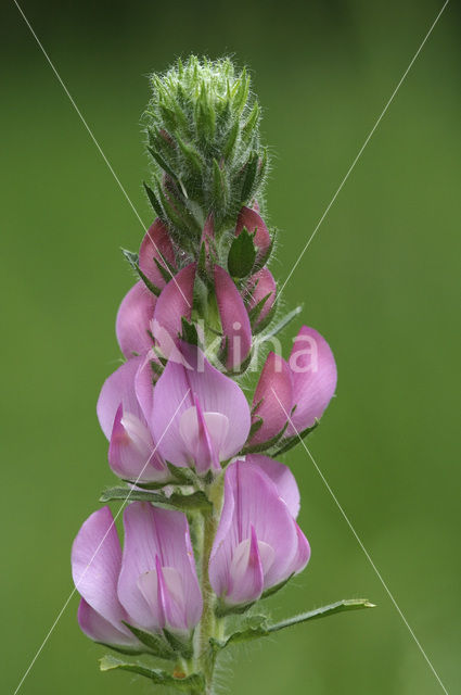 Stalkruid (Ononis arvensis)