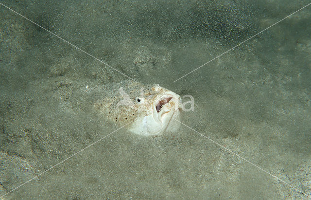 Sterrenkijker (Uranoscopus bicinctus)