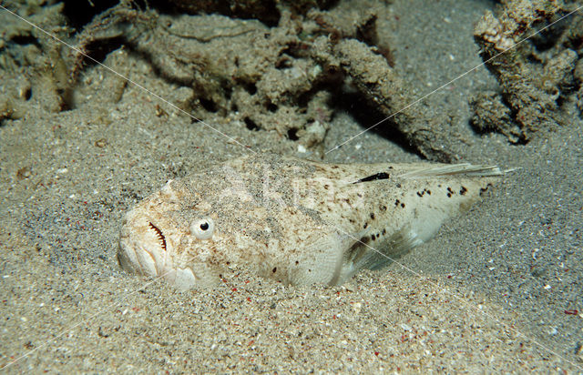 Sterrenkijker (Uranoscopus bicinctus)