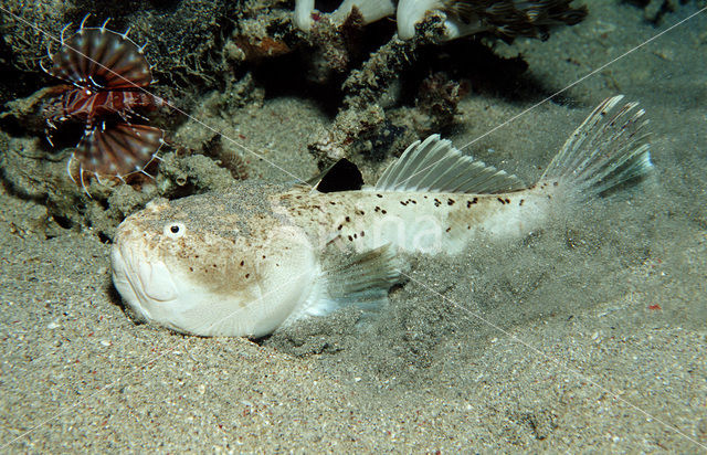 Sterrenkijker (Uranoscopus bicinctus)