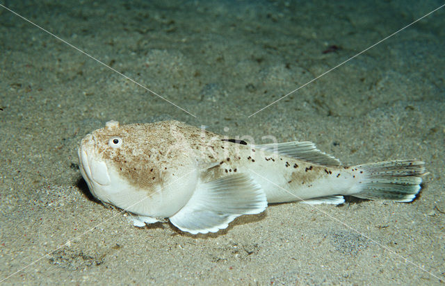 Sterrenkijker (Uranoscopus bicinctus)