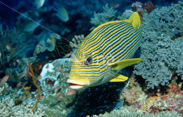 Streep diklipvis (Plectorhinchus polytaenia)