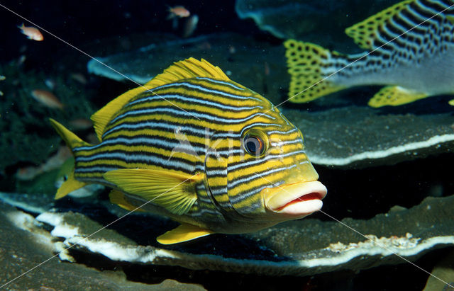 Streep diklipvis (Plectorhinchus polytaenia)