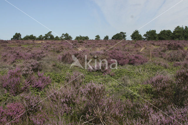 Struikheide