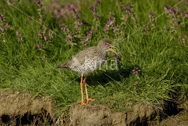 Tureluur (Tringa totanus)