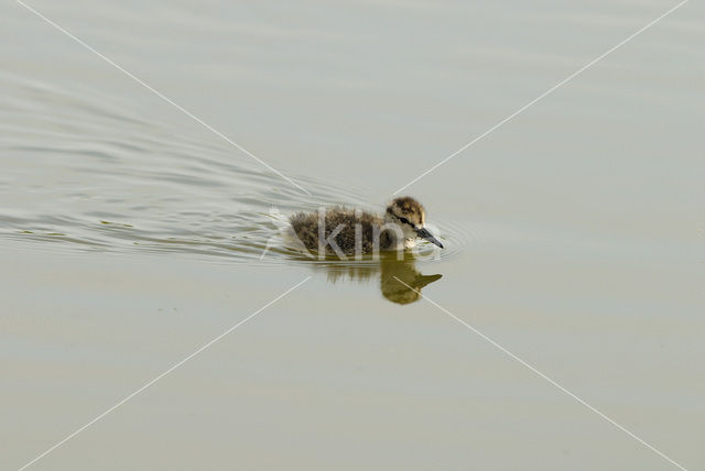 Common Redshank (Tringa totanus)