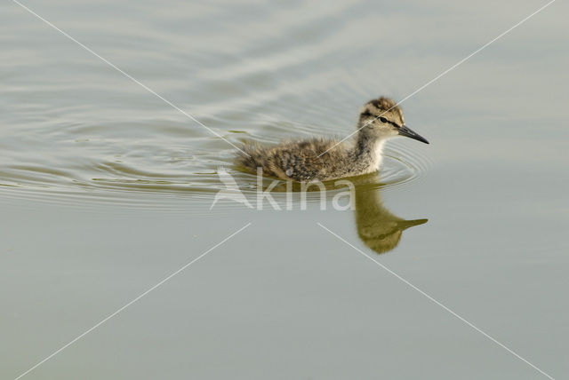 Common Redshank (Tringa totanus)