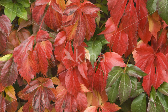 Vijfbladige wingerd (Parthenocissus quinquefolia)