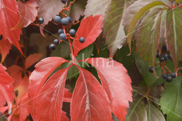 Vijfbladige wingerd (Parthenocissus quinquefolia)