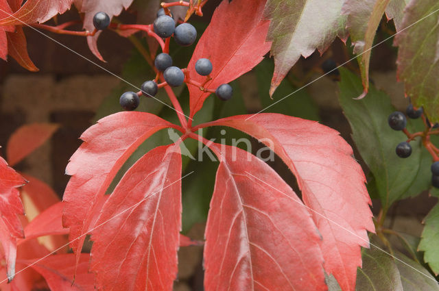 Vijfbladige wingerd (Parthenocissus quinquefolia)