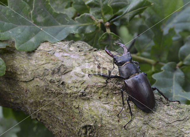 Vliegend hert (Lucanus cervus)