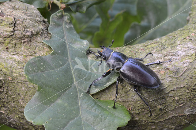 Vliegend hert (Lucanus cervus)