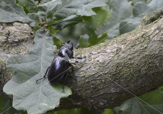 Vliegend hert (Lucanus cervus)