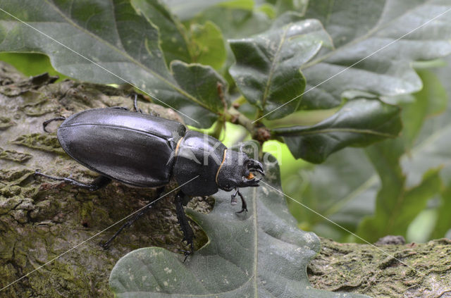 Vliegend hert (Lucanus cervus)