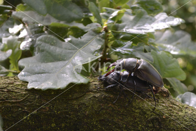 Vliegend hert (Lucanus cervus)