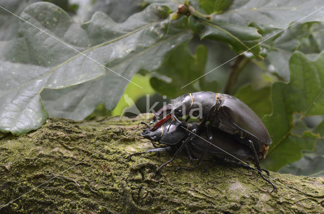 Vliegend hert (Lucanus cervus)