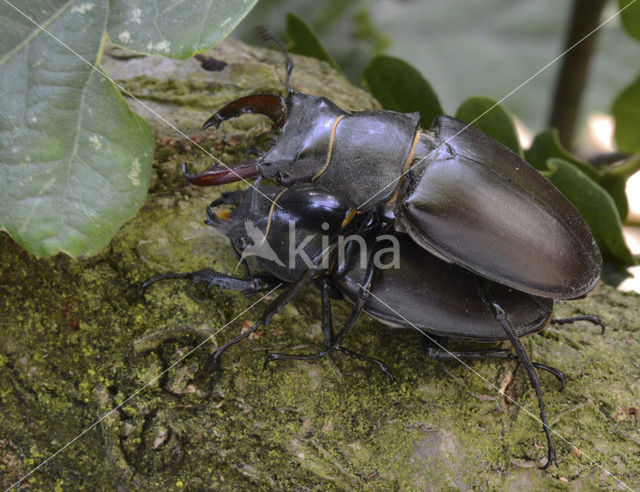 Vliegend hert (Lucanus cervus)