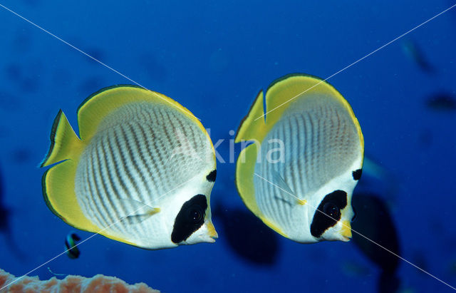 Vlindervis (Chaetodon adiergastos)